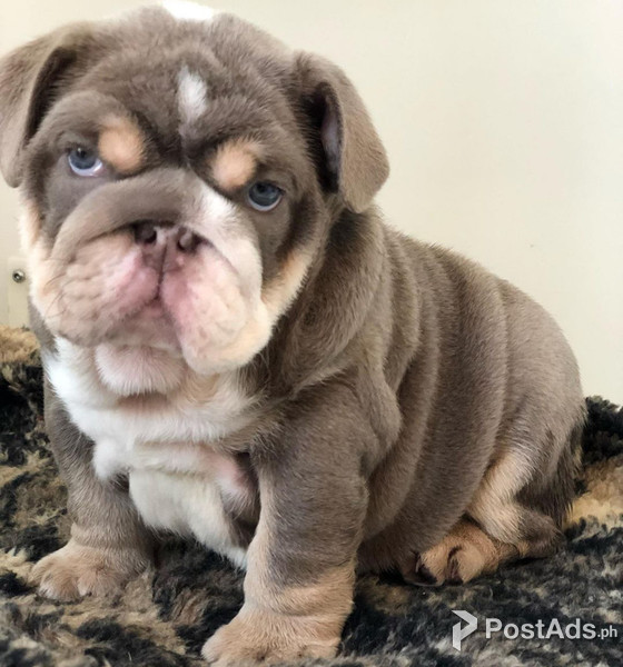 Adorable English bulldog puppies forever home Male & Female 