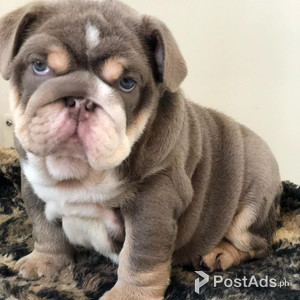 Adorable English bulldog puppies forever home Male & Female | PostAds PH
