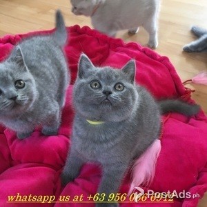 male and female kittens for adoption | PostAds PH