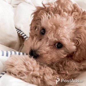 toy Poodle Puppies | PostAds PH