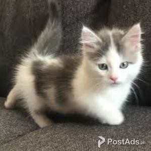 Munchkin kitten for Adoption | PostAds PH
