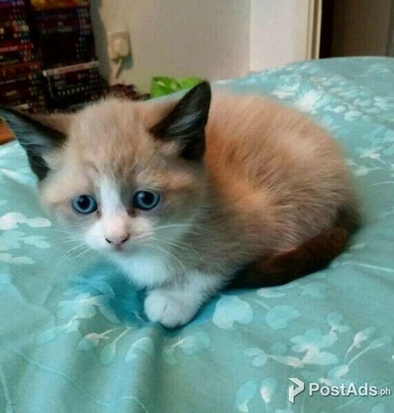 Snowshoe kitten for sale
