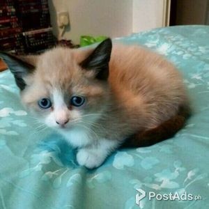 Snowshoe kitten for sale | PostAds PH
