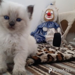 Siberian kitten for rehoming | PostAds PH