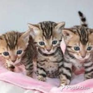 Bengal kitten for Adoption | PostAds PH
