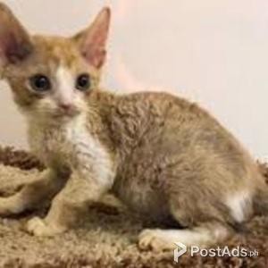 Doven Rex kitten for Rehoming | PostAds PH