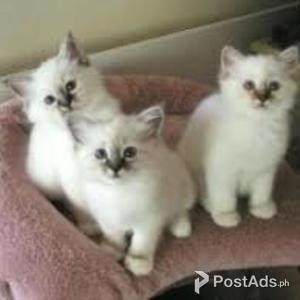 Birman Kittens for sale | PostAds PH