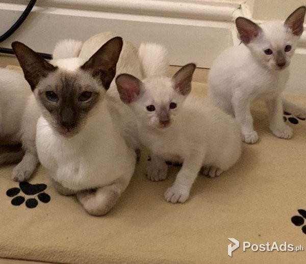 Siamese Kittens for Adoption