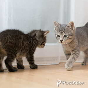 Gray Tabby kitten for rehoming | PostAds PH