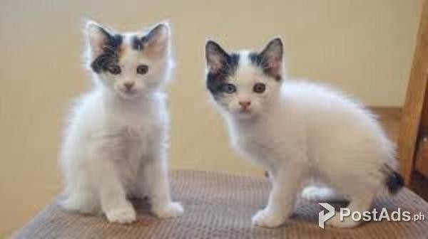 JAPANESE BOBTAIL FOR ADOPTION