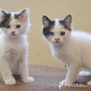 JAPANESE BOBTAIL FOR ADOPTION | PostAds PH