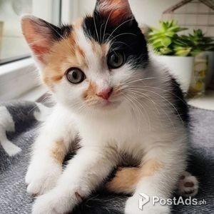 Calico kittens for rehoming | PostAds PH