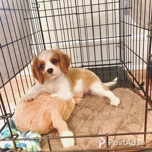 Beautiful Cavalier King Charles Spaniel Pups (Whatsapp only: +63956281 | PostAds PH