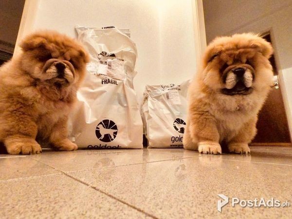 Chow Chow