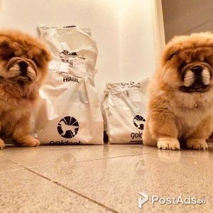 Chow Chow | PostAds PH