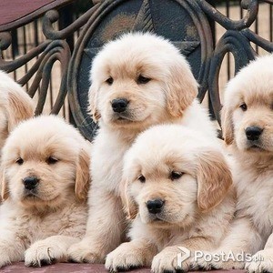 Golden retriever puppies for sale | PostAds PH