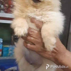 Male Pomeranian Puppy | PostAds PH