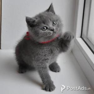GCCF Beautiful British Shorthair Kittens available | PostAds PH