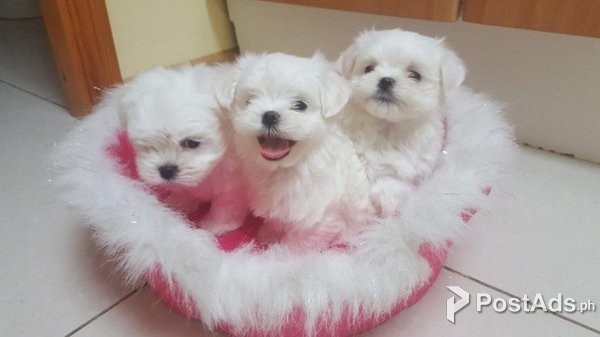 maltese babies
