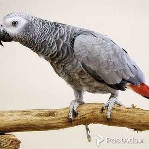Congo African Grey Parrot for sale | PostAds PH