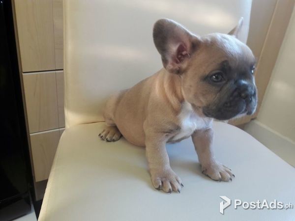 Beautiful Pure Breed French Bulldog Puppies