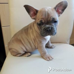 Lovely Pure Breed French Bulldog Puppies | PostAds PH