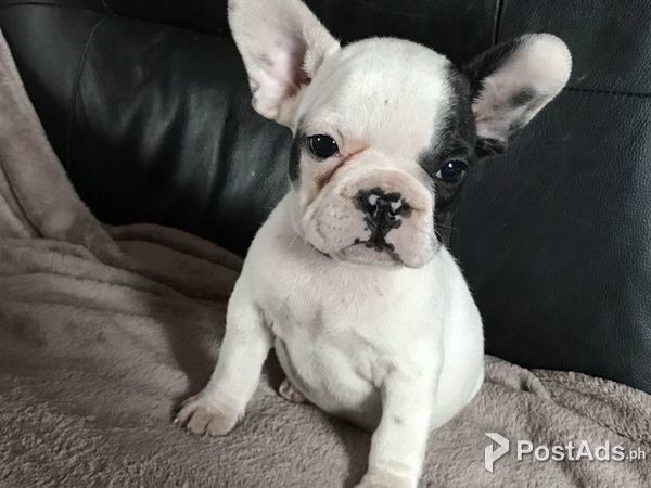 Special French Bulldog Puppies