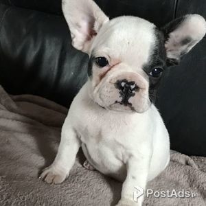 Special French Bulldog Puppies | PostAds PH