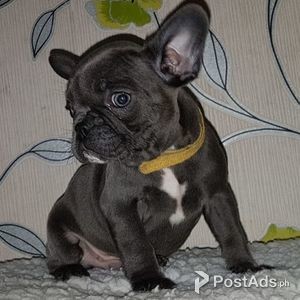 Best French Bulldog Puppies | PostAds PH