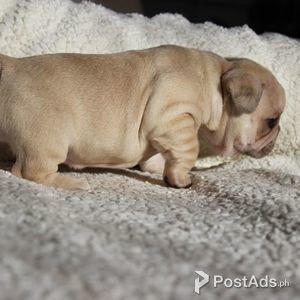 Breed French Bulldog Puppies | PostAds PH