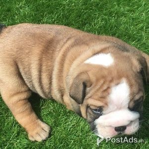 Fantastic English Bulldog Pups | PostAds PH