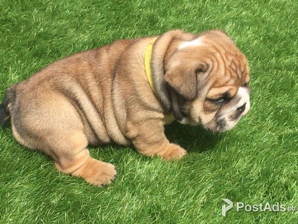 L English Bulldog Pups