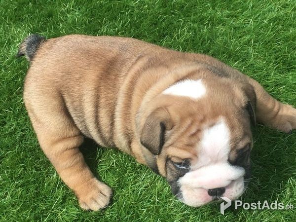 V. English Bulldog Pups