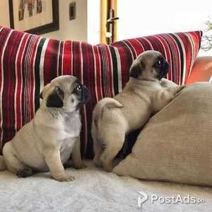 X Pug puppies | PostAds PH