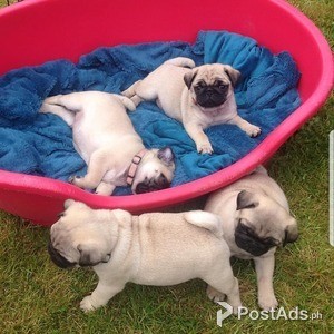 Q Pug puppies | PostAds PH