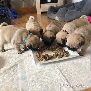 W Pug puppies | PostAds PH