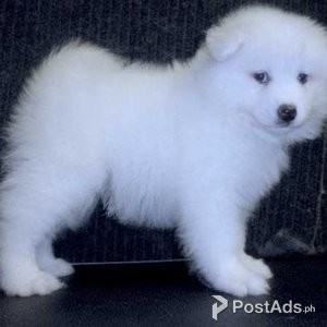 Samoyed Puppy for Sale | PostAds PH