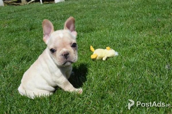 French Bulldog puppy For Sale