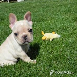 French Bulldog puppy For Sale | PostAds PH