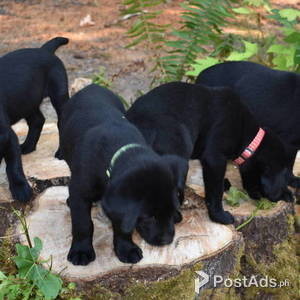 LABRADOR PUPPIES FOR SALE | PostAds PH