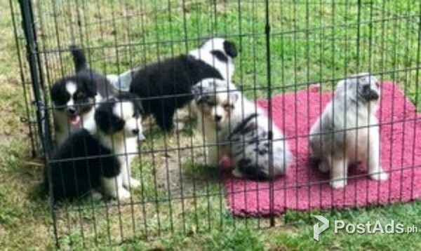 Australian Shepherd Puppies  