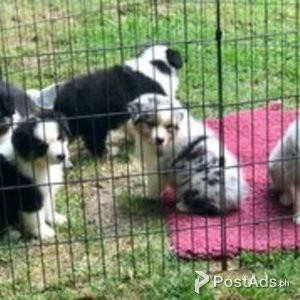 Australian Shepherd Puppies | PostAds PH