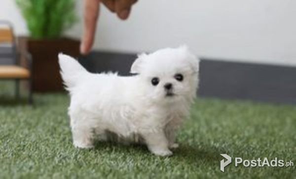 MALTESE PUPPIES