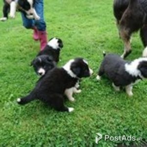 border collie puppies | PostAds PH