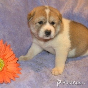 Akita Puppy for Sale | PostAds PH