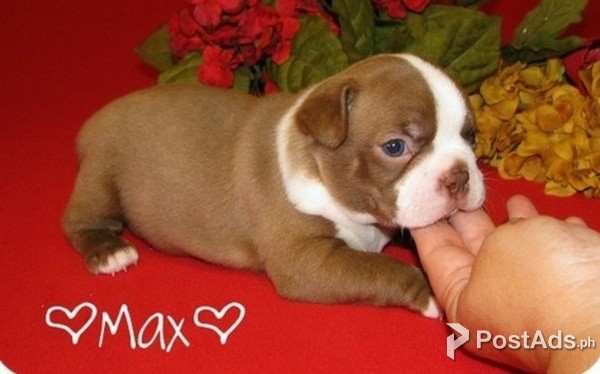 Boston Terrier Puppy