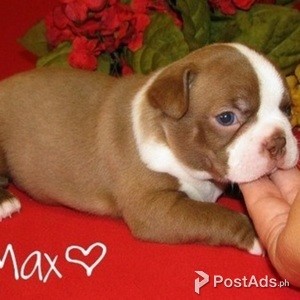 Boston Terrier Puppy | PostAds PH