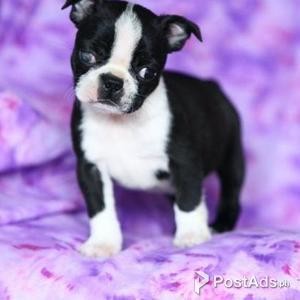 Boston Terrier puppy for Sale | PostAds PH