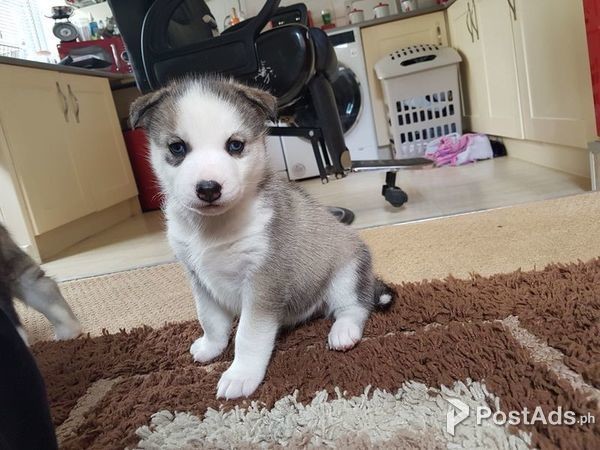 Siberian Husky Pups