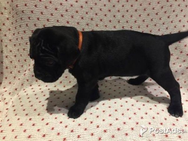 CANE CORSO PUPPIES